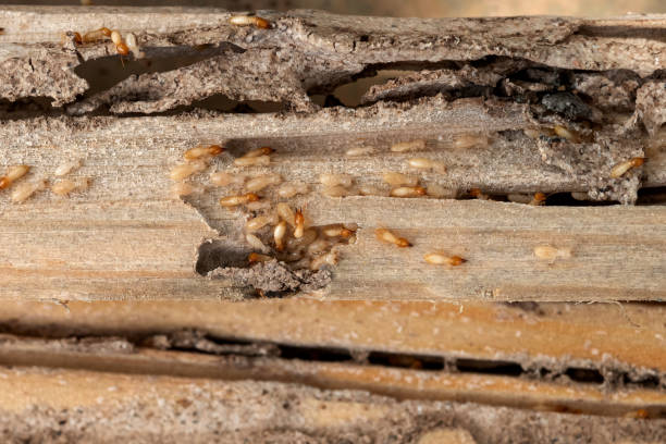 Best Exterminator Services  in Park View, IA